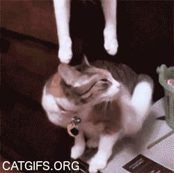 gifs_24