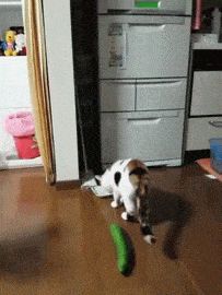 gifs_24