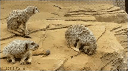 gifs_15