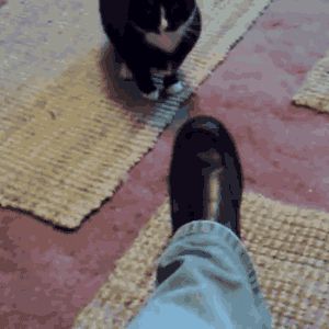 gifs_25